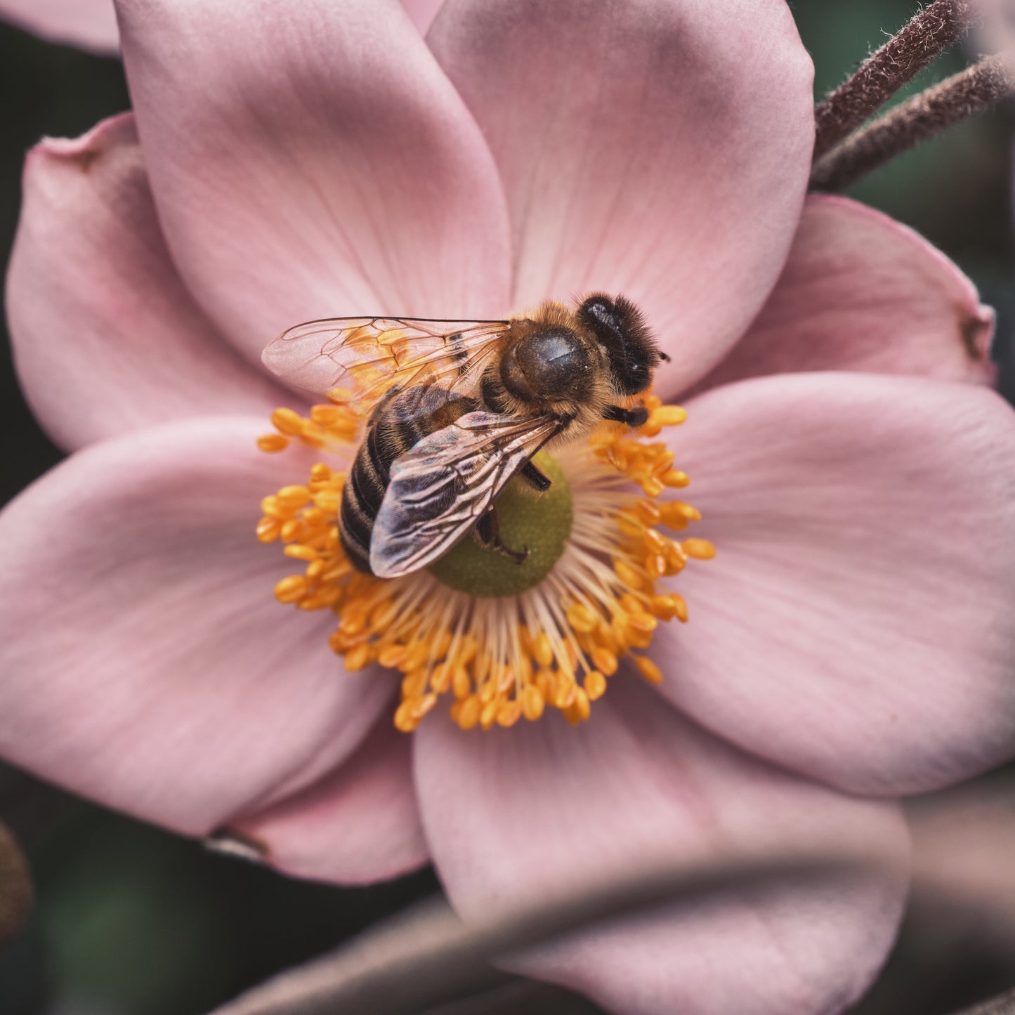LLEAF Farms® Spring HONEY HARVEST No.55 Spring 2026